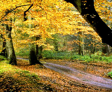 Yellow trees